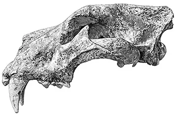 Neue menschliche Fossilien in der Gran Dolina Höhle werfen Licht auf prähistorischen Kannibalismus